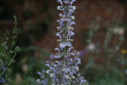 Salvia sclareaScharlei bestellen